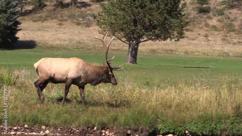 Wallpaper Mural Bull Elk in rut Torontodigital.ca