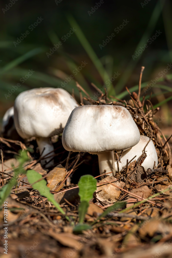 Mushroom Mushroom