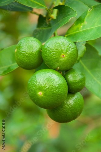 lime lemon citron citrus