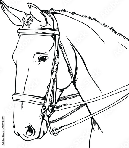 dressage horse