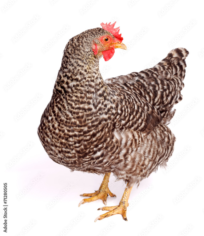 Speckled chicken