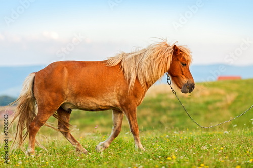 Small pony horse (Equus ferus caballus)