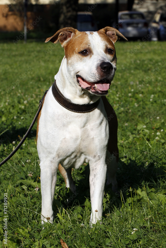 Pitbull - Staffordshire terrier standing