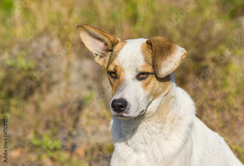 Portrait of adorable mixed breed stray dog with sad face © Yuri Kravchenko