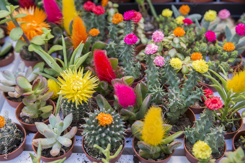 Fototapeta Naklejka Na Ścianę i Meble -  small flowered cactus