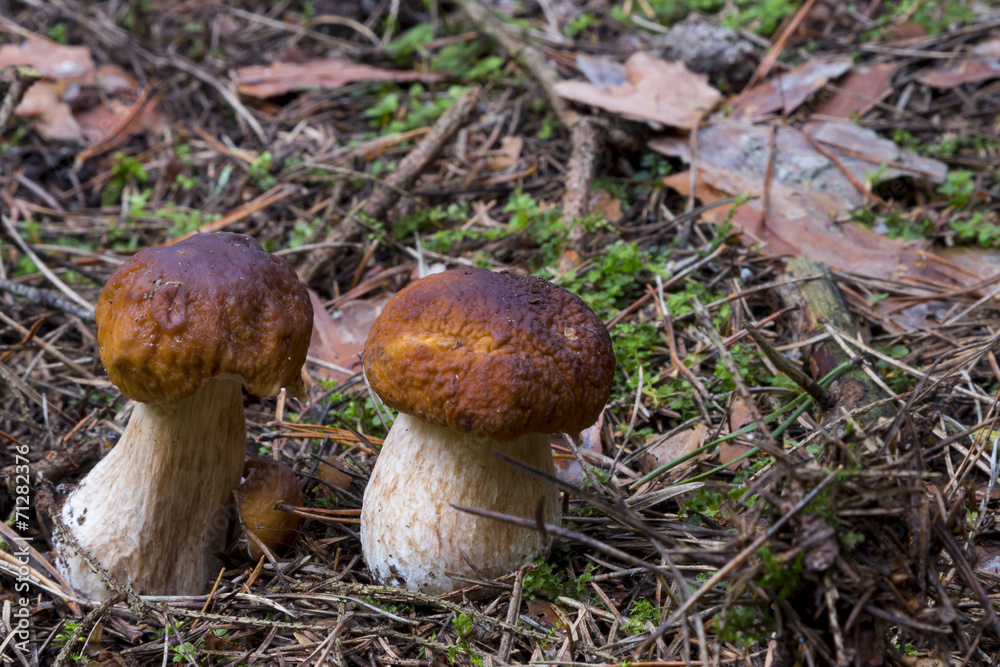 Boletus edulis. mushrooms in the forest Boletus edulis. mushrooms in the forest