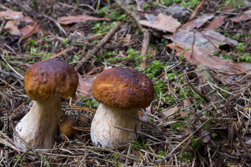 Boletus edulis. mushrooms in the forest