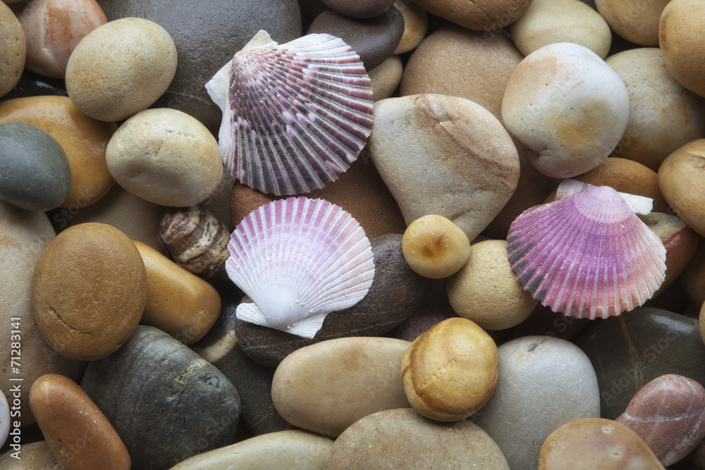 Sea shells on pebbles background