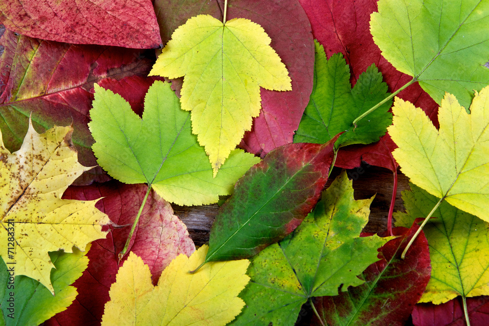 Autumn leaves on old wooden background Autumn leaves on old wooden background