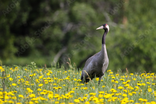 Common crane (Grus grus) in spring
