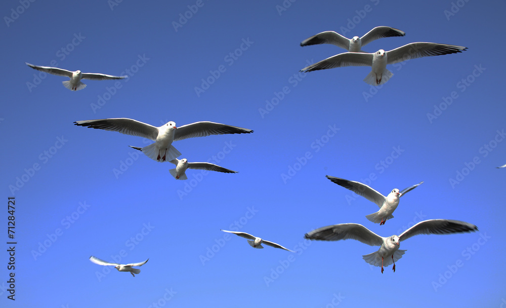 Obraz premium flliegende Möwen