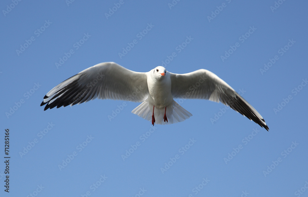 Fototapeta premium fliegende Möwe