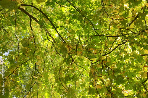 Looking up at a large chestnut tree in autumn