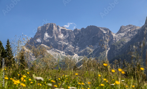 Dolomites vision of Mount Mulaz among the flowers