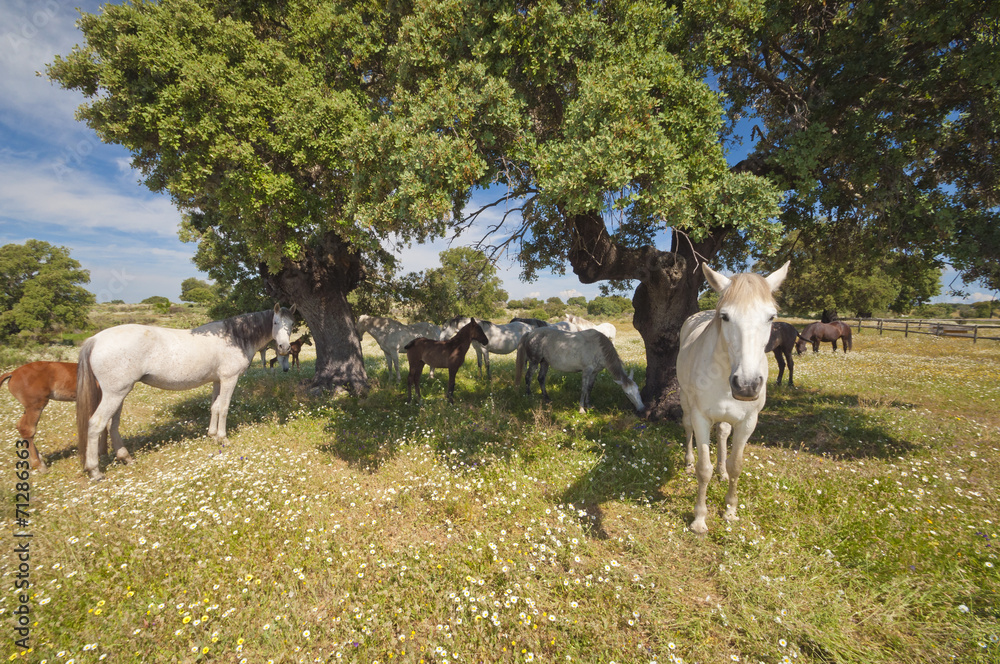 Horses in the pastures and oak trees. Extremadura, Spain
