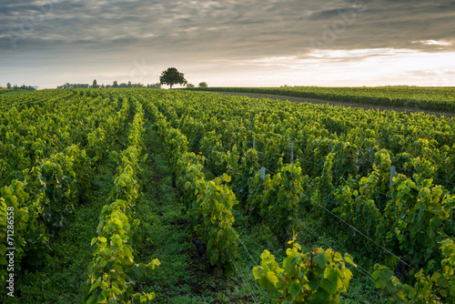 Vineyards in Pommard, near  Beaune, Burgundy, France
