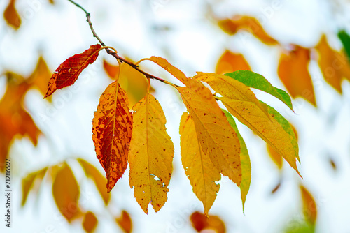 Colorful autumn leaf in nat...