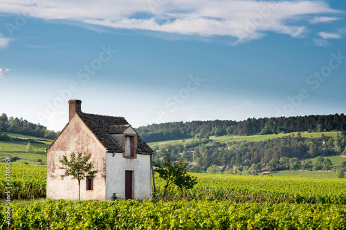 Vineyard. Pommard, Cote de Beaune, d'Or, Burgundy, France