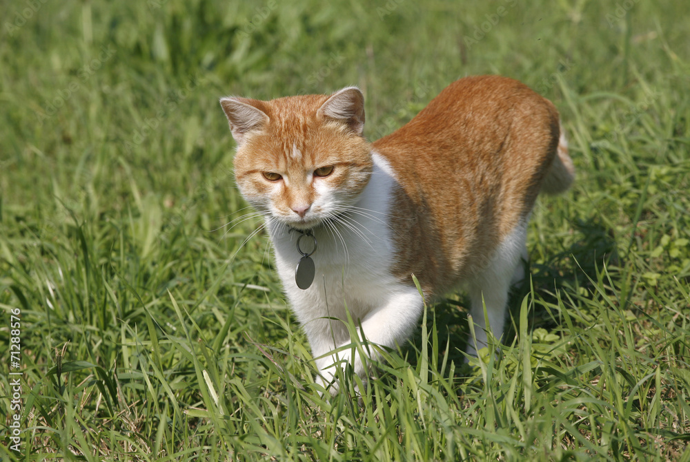 Kitten kitty cat walking on a summer floral lawn