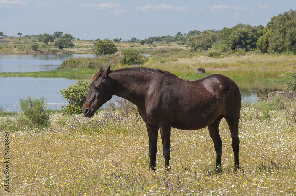 Horses in the pastures and oak trees. Extremadura, Spain Horses in the pastures and oak trees. Extremadura, Spain