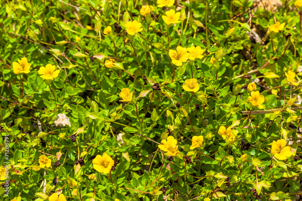 Mecardonia sp., Plantaginaceae, annual grass