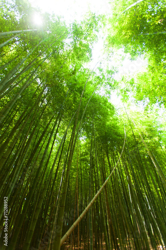 Bamboo forest and the sky