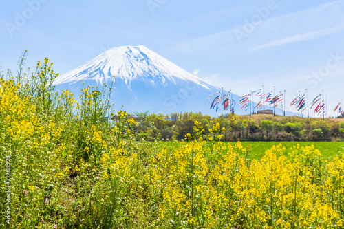 Mount Fuji with colorful carp banners and canola flower field