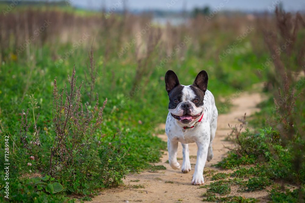 French bulldog on the walk French bulldog on the walk