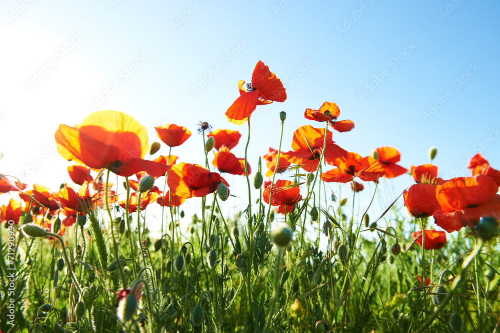 Obraz premium Beautiful red poppies