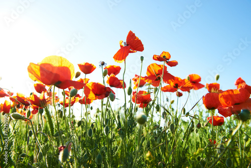 Fototapeta Naklejka Na Ścianę i Meble -  Beautiful red poppies