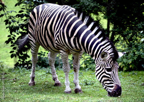 Chapmans Zebra