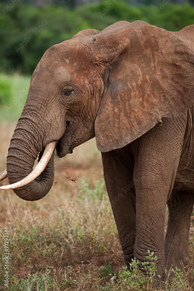 Fototapeta premium elephant