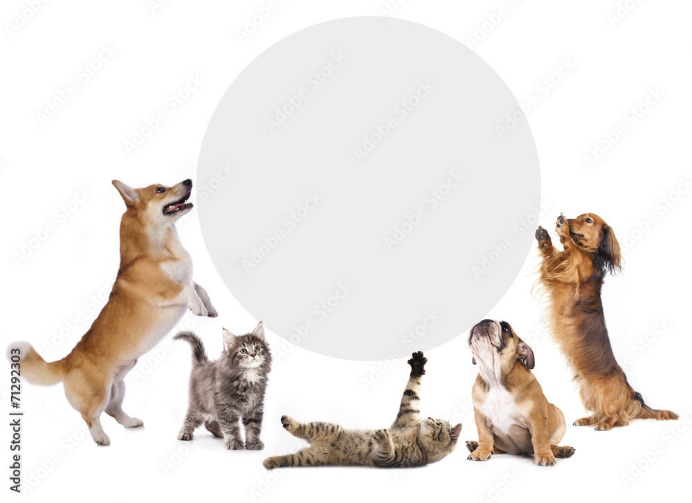Obraz premium koty i psy trzymające transparent z korka