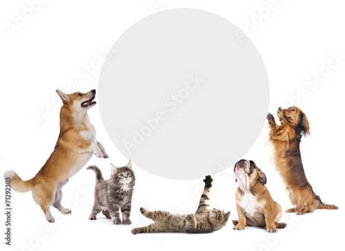 cats and dogs holding a cor...