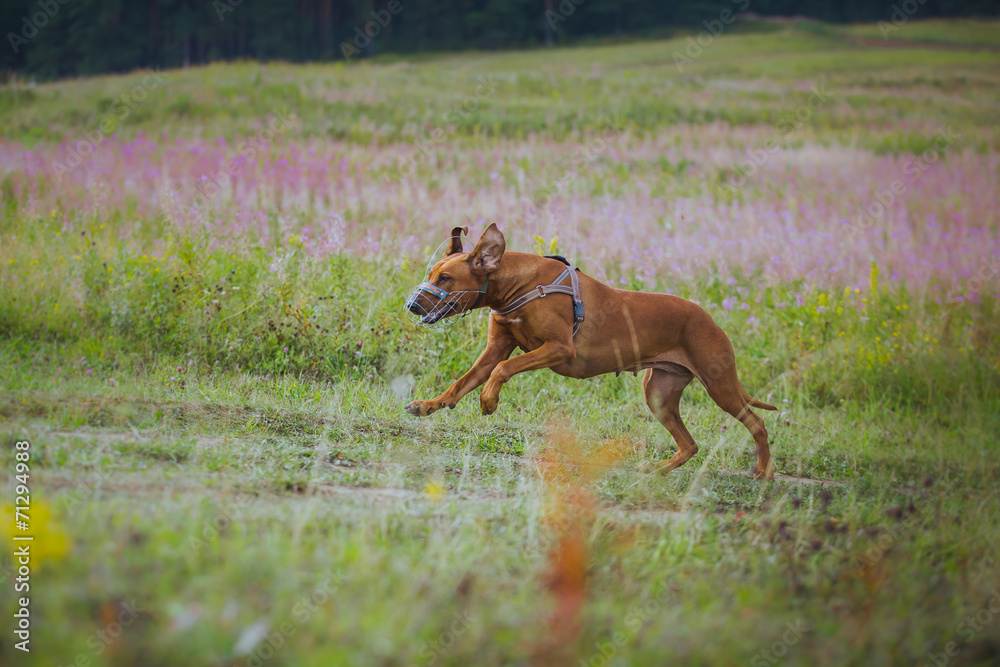 dog coursing in fields dog coursing in fields