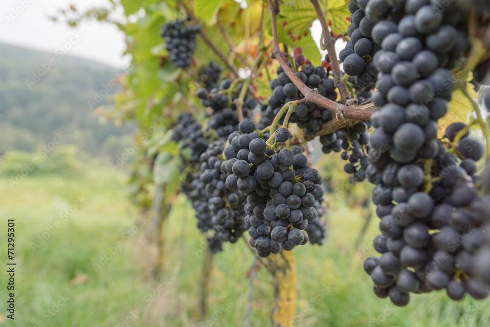 Schwarze Weintrauben, späte Ernte