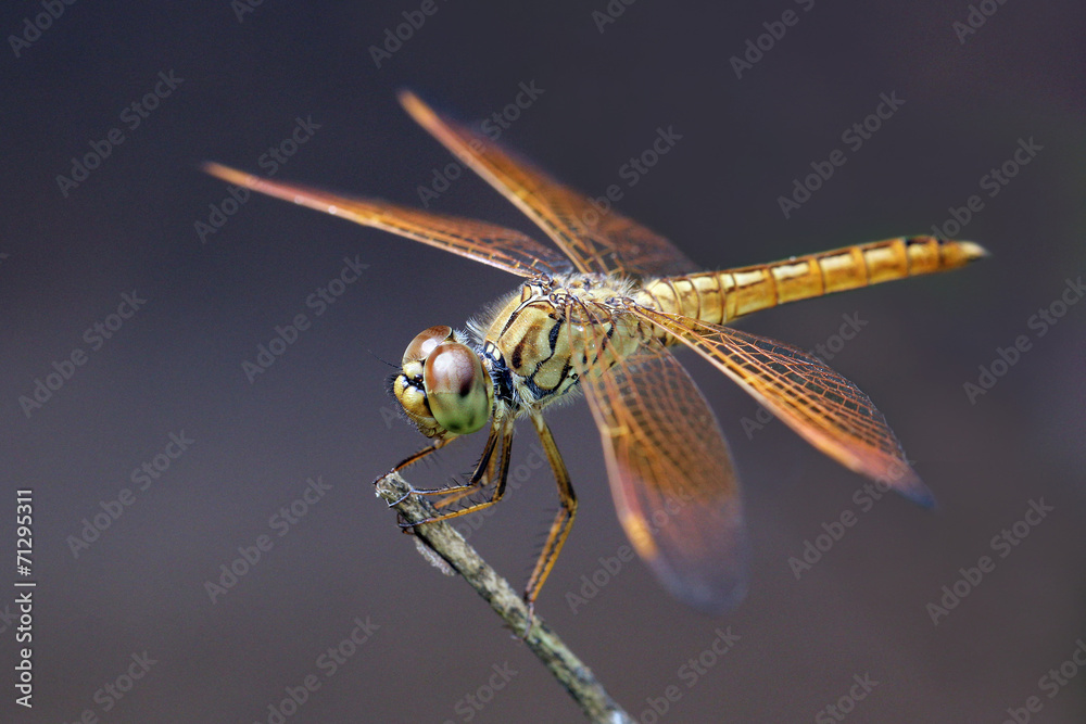 beautiful dragonfly - obrazy, fototapety, plakaty 