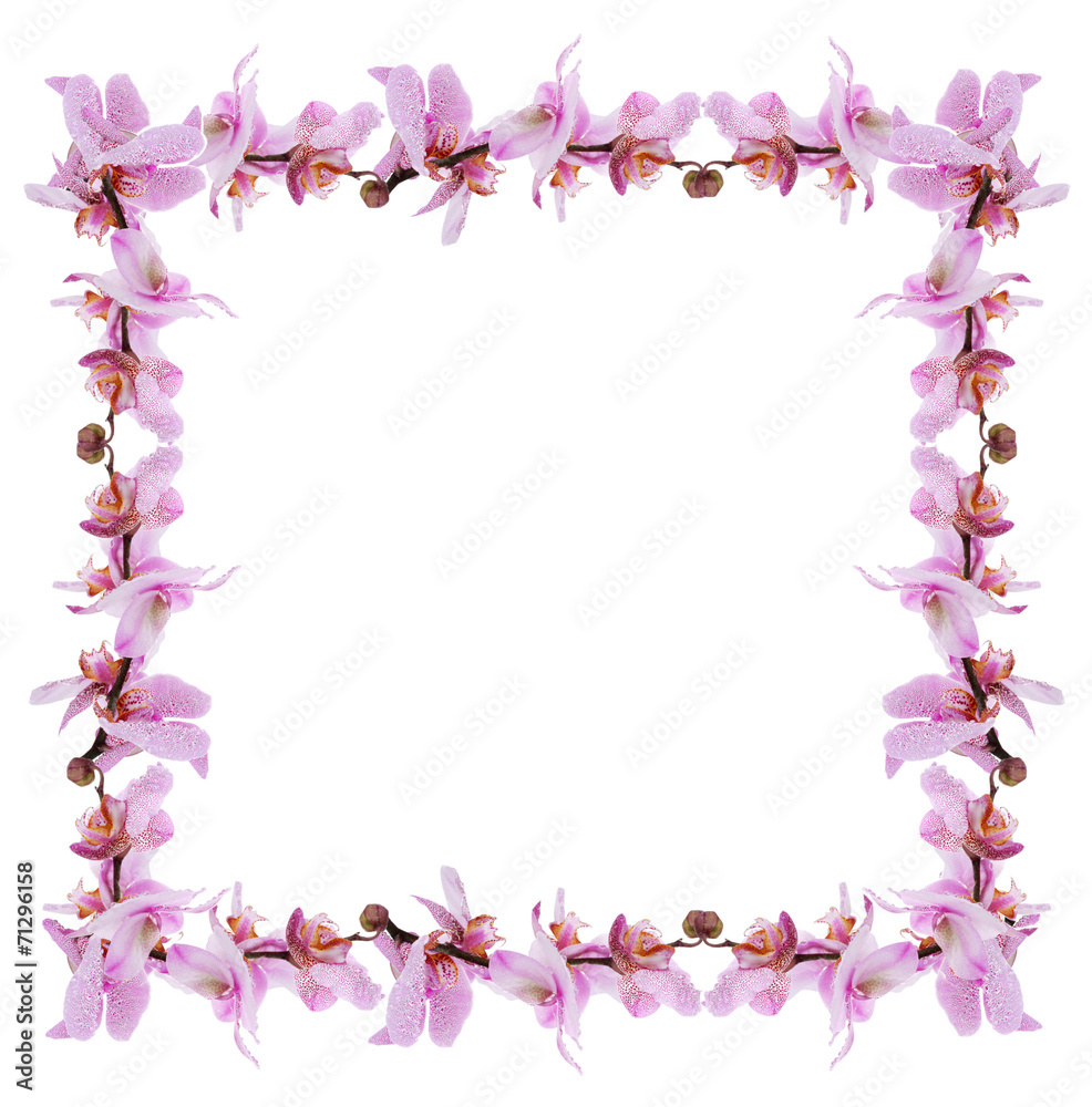 Frame of beautiful blossom isolated on white Frame of beautiful blossom isolated on white