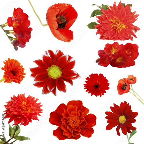 Fototapeta Naklejka Na Ścianę i Meble -  Collage of beautiful red flowers