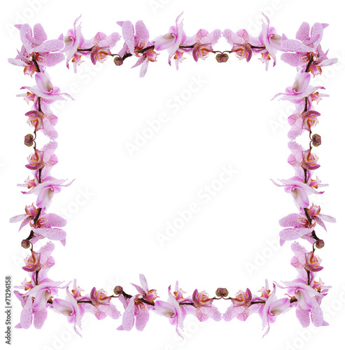 Frame of beautiful blossom isolated on white