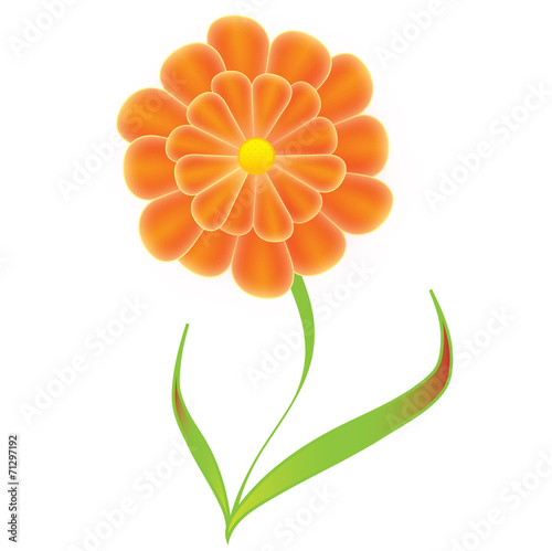 Orange flower