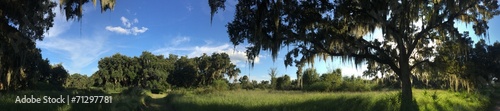 Bild auf Leinwand Swamp in Florida