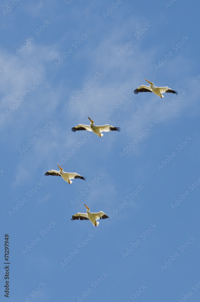 Obraz premium Flock of American White Pelican Flying in a Blue Sky