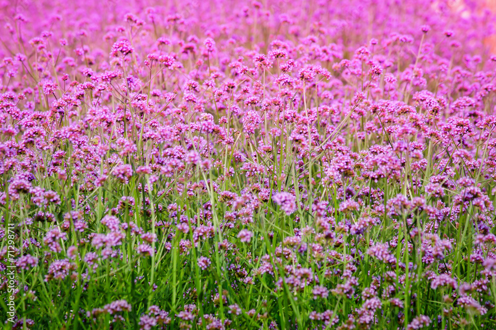 Fototapeta premium Flower Garden