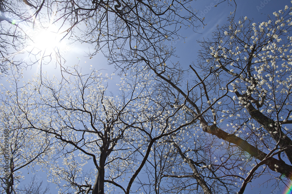 Spring Glory Spring Glory