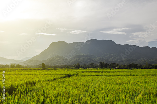 beauty of the farmland in the mountains