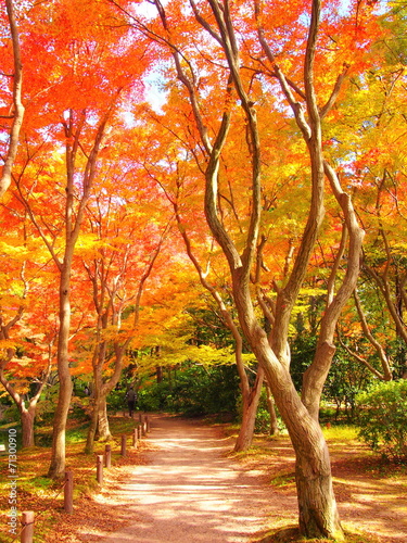 京都府立植物園の紅葉