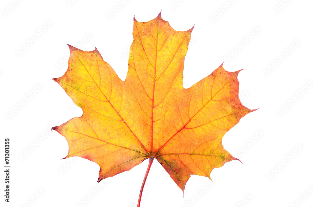 Autumn maple leaf isolated on white background Autumn maple leaf isolated on white background