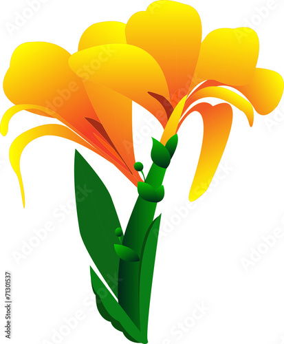 canna flower