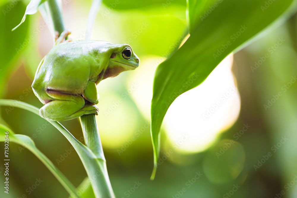 Fototapeta premium Australian Green Tree Frog